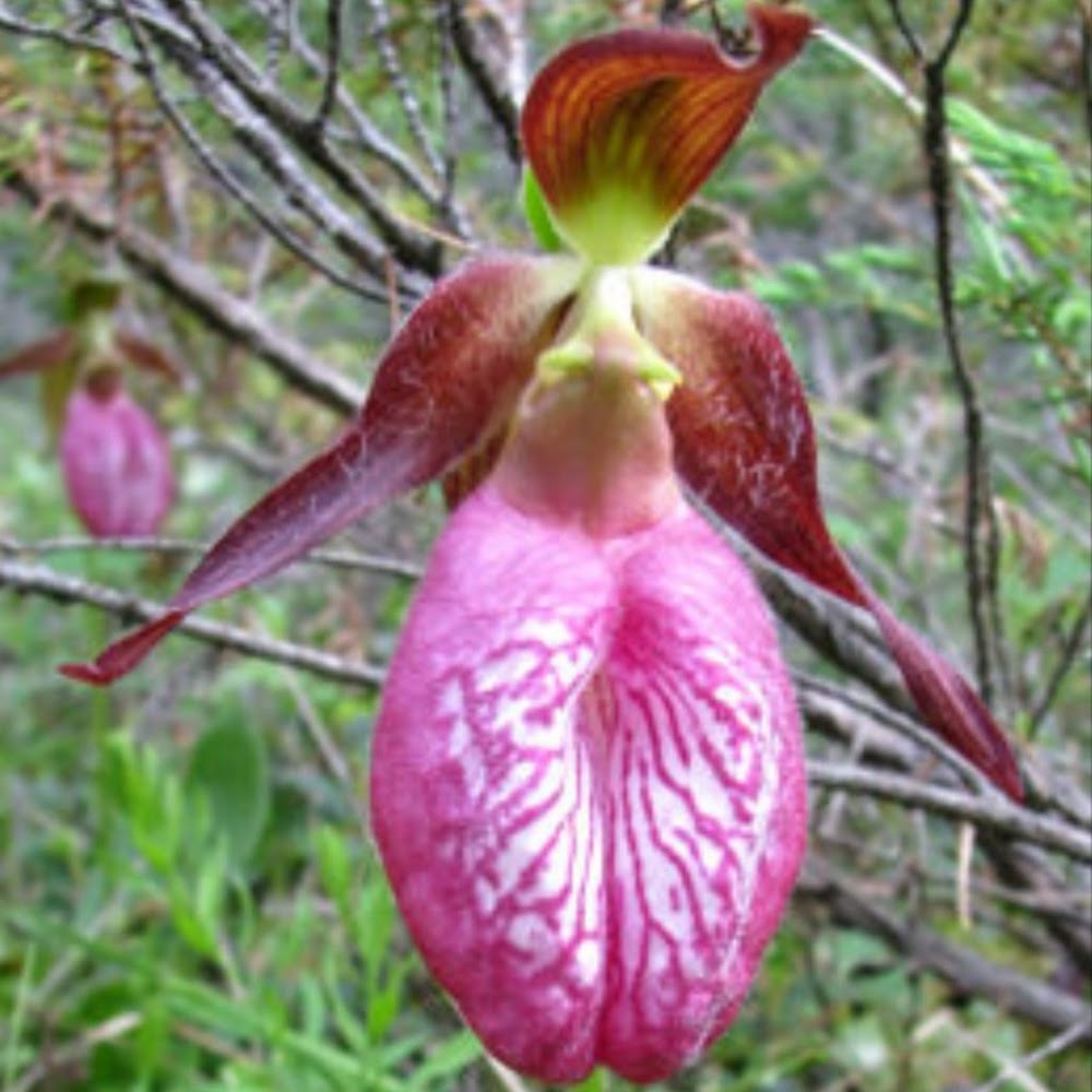 Meet your Posher, Cooper